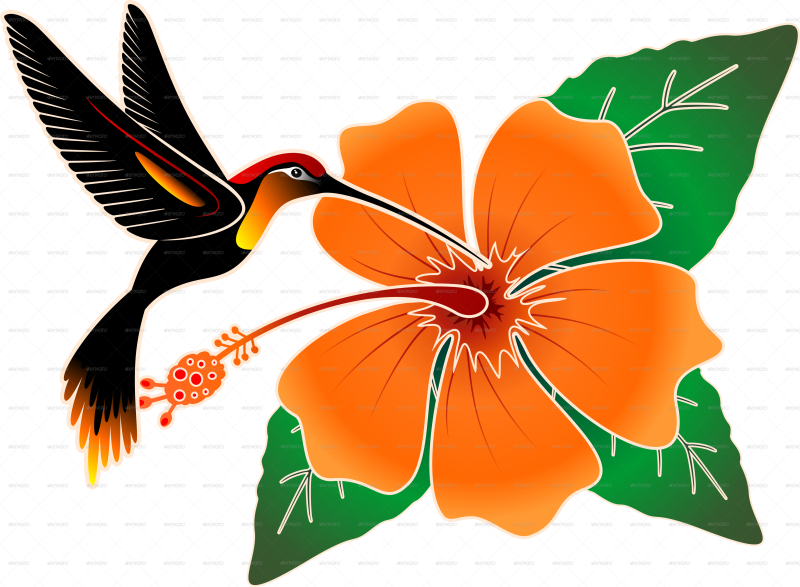 Pin Orange Hibiscus Clipart - Hummingbird And Hibiscus Throw Blanket (4077x2995)