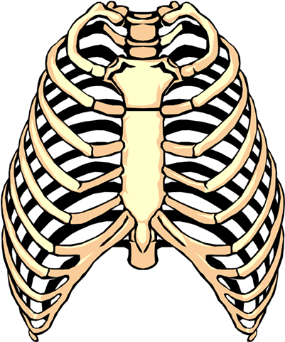 Spare Ribs Barbecue Rib Cage Clip Art - Rib Clipart (510x552)