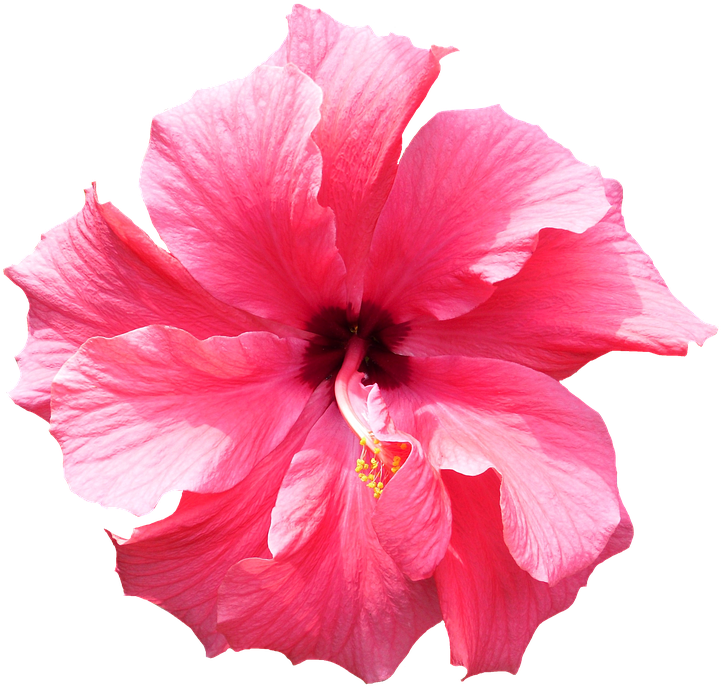 Hibiscus, Pink, Tropical, Flower - Hibiscus, Pink, Tropical, Flower (824x720)
