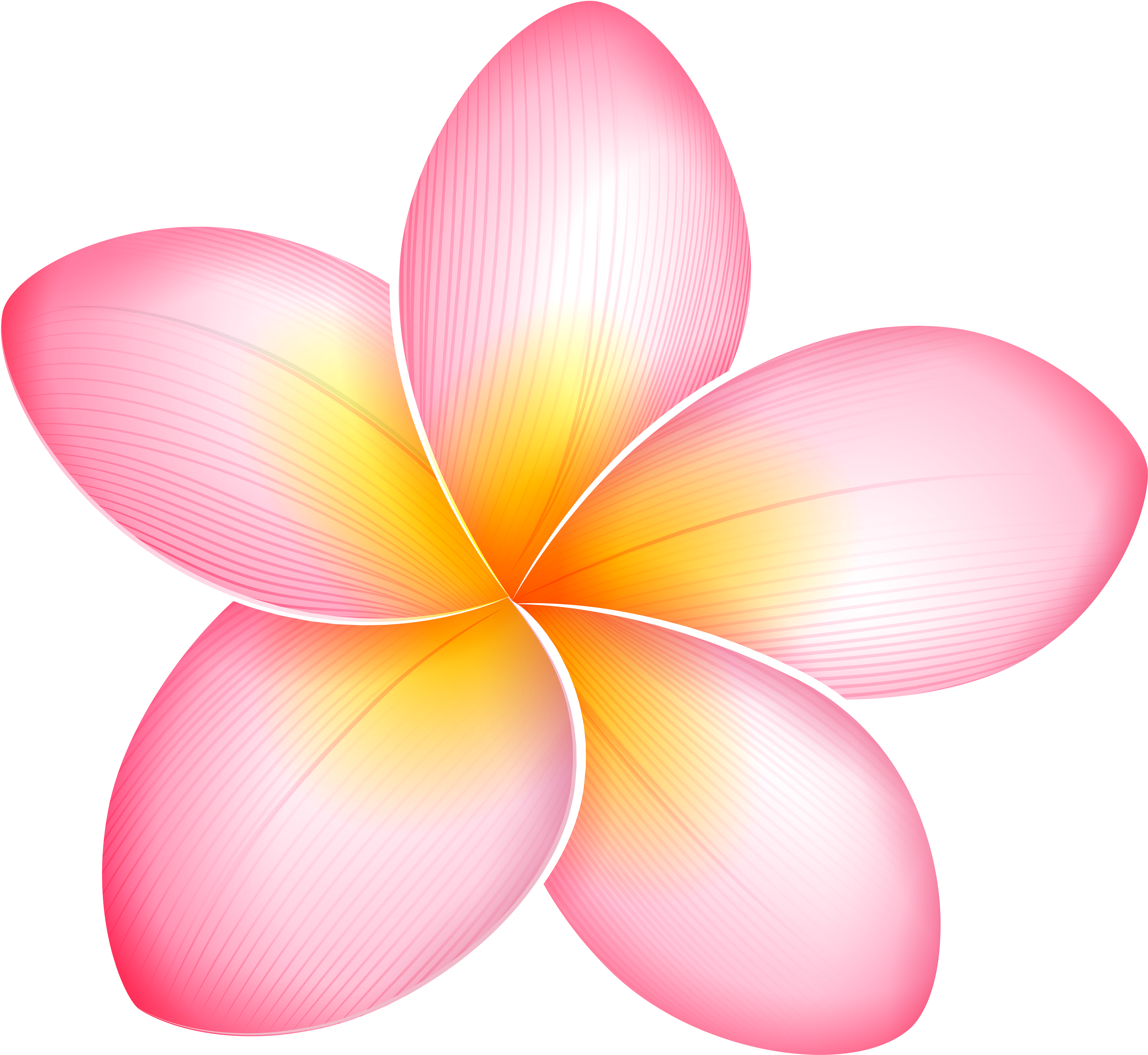 Frangipani Clipart Pink - Clip Art (6000x5555)