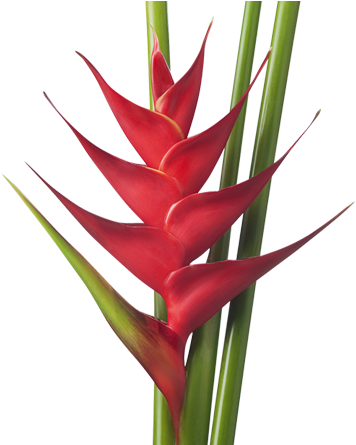 Draw Flowers - Imagenes De Flores Heliconias (570x444)