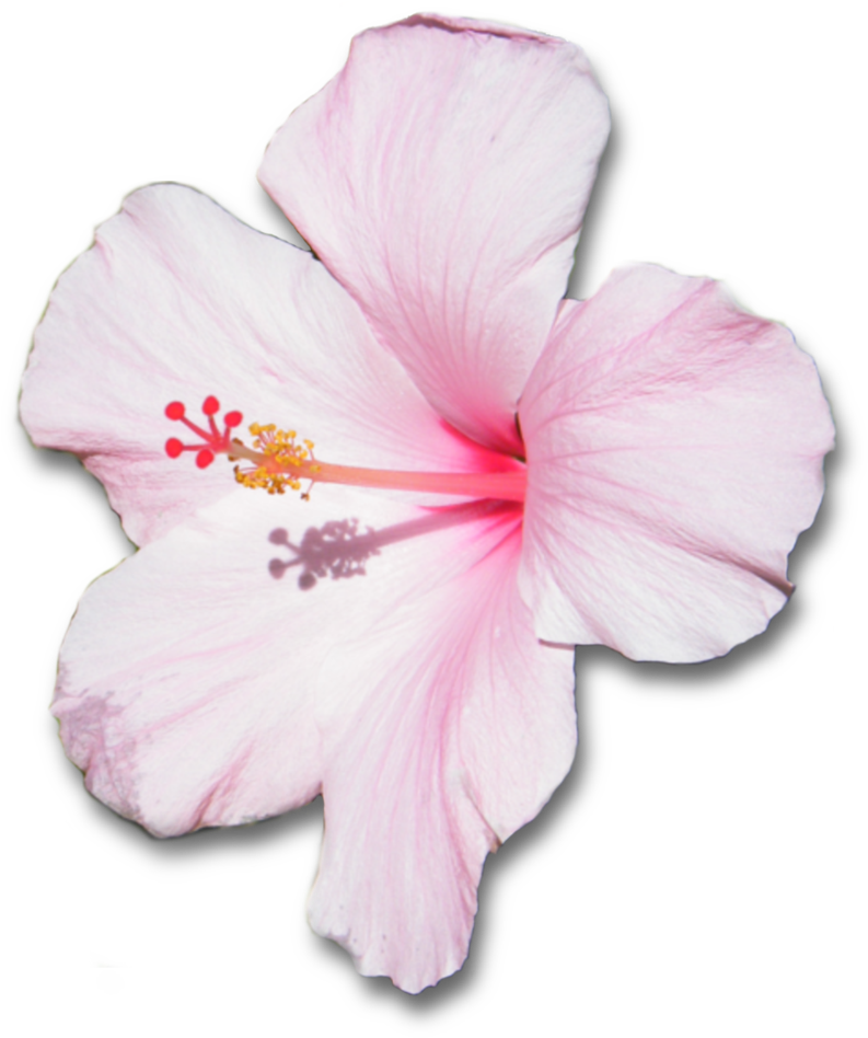 Png By Clairesolo Pink Hibiscus Flower With Shadow - Pink Hibiscus Flower Transparent (1024x1024)