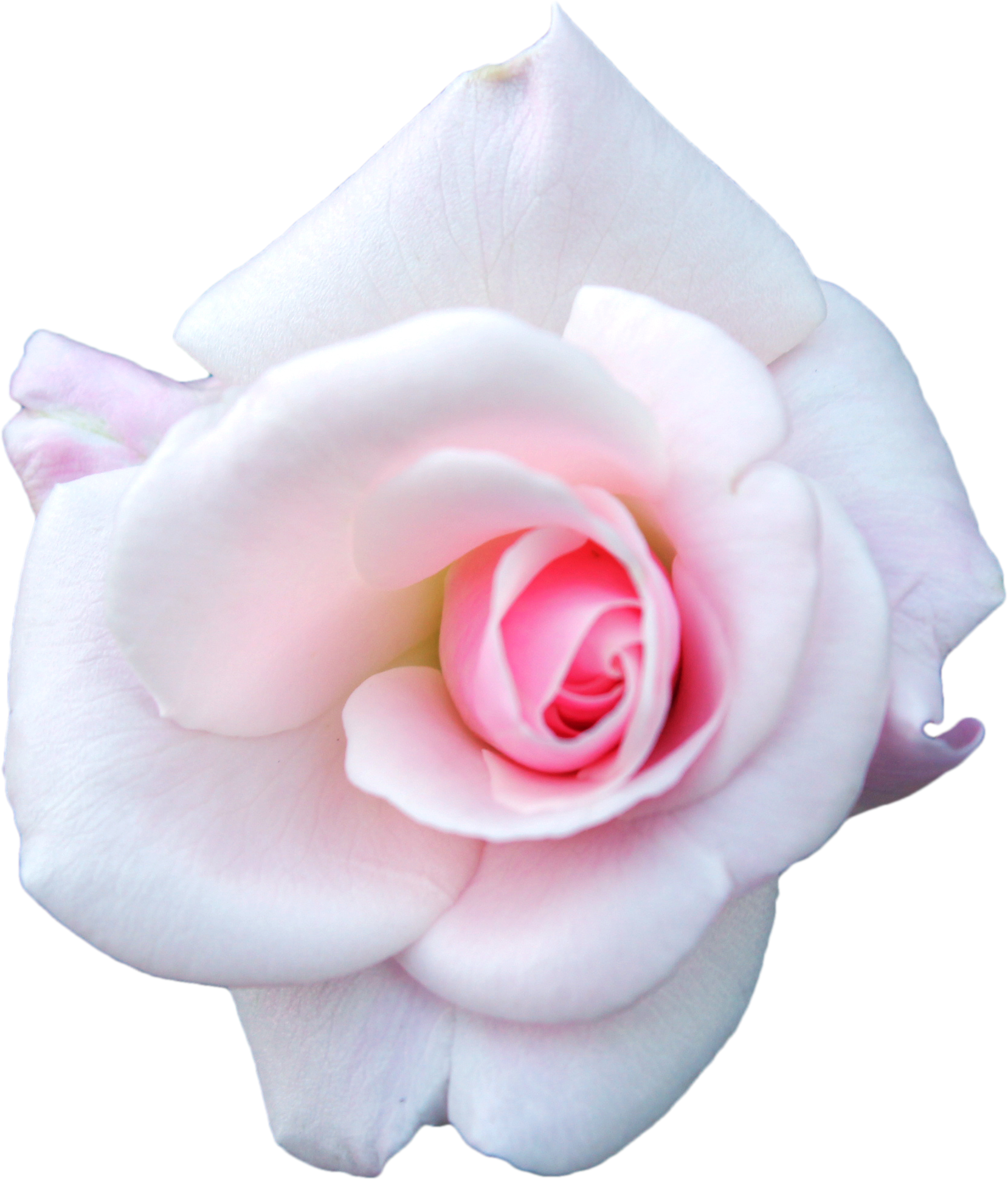 White Rose, V - White Pink Rose Png (1658x1940)