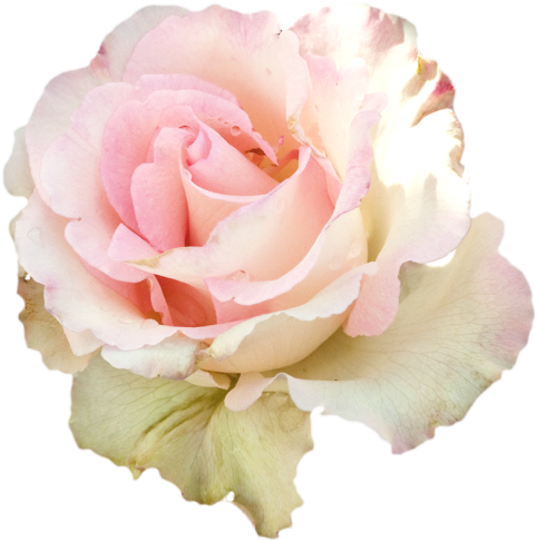 Pastel Roses For Edits (500x500)