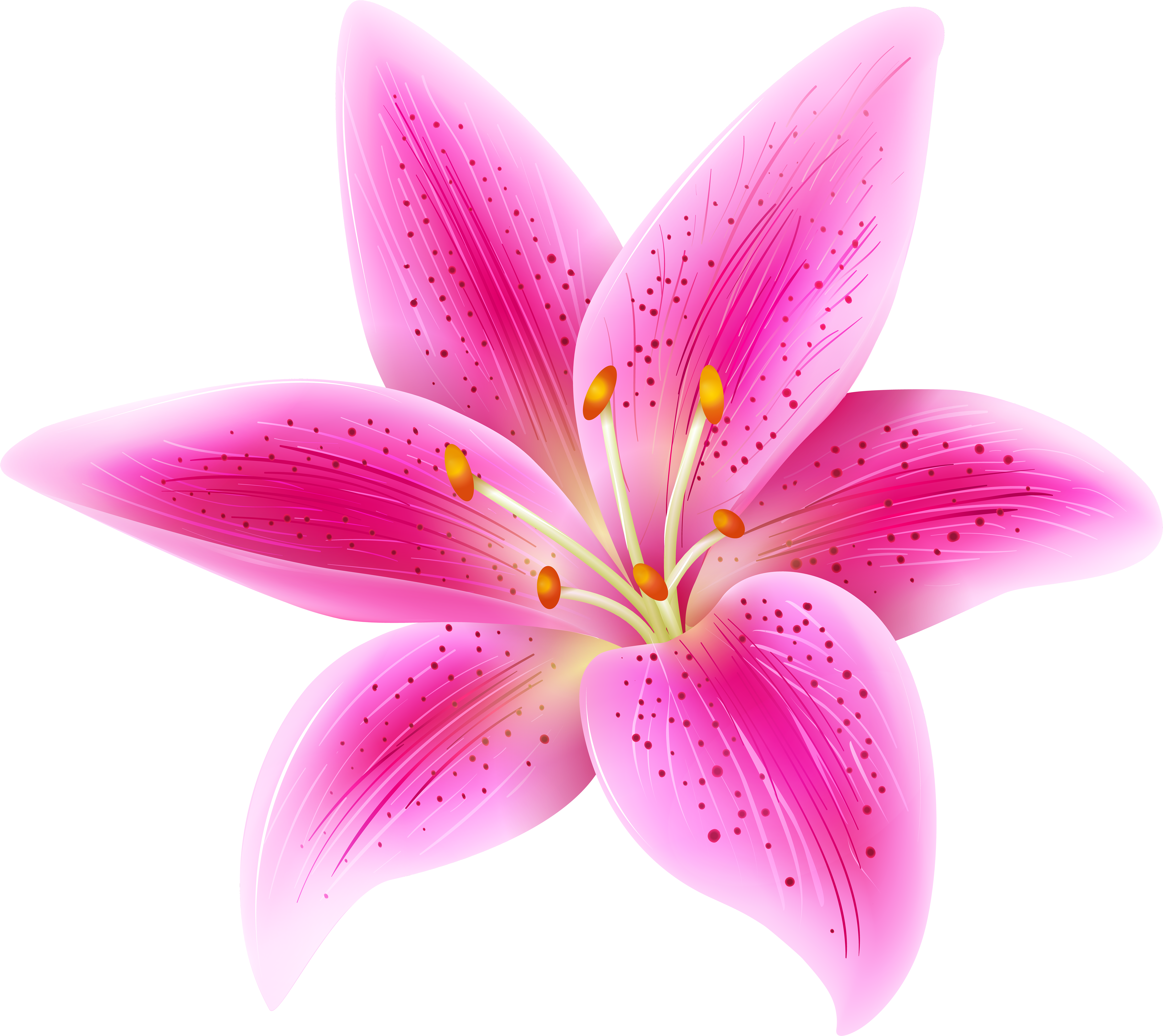 Lily Clipart Pink Lily - Lily Flower Transparent (6000x5387)