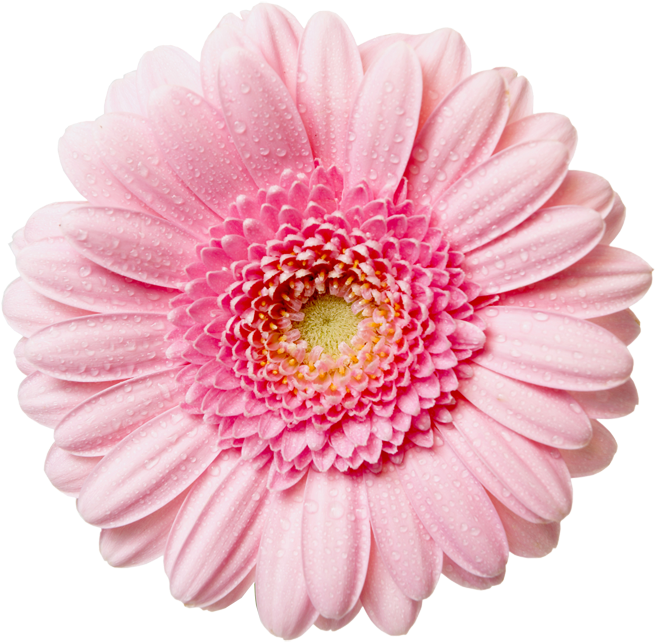 Flowers Png - Pink Flower Png (700x687)