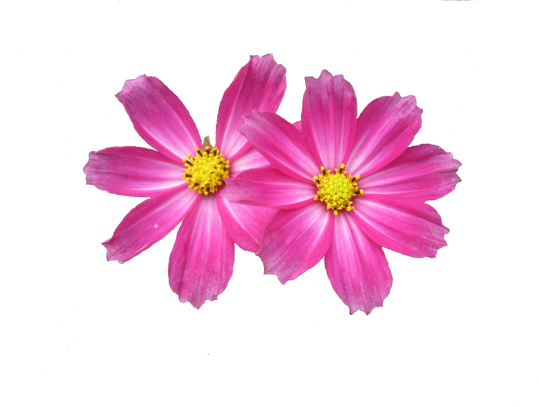 Free Download Flower Png Images Image - Flower Png (1900x1425)