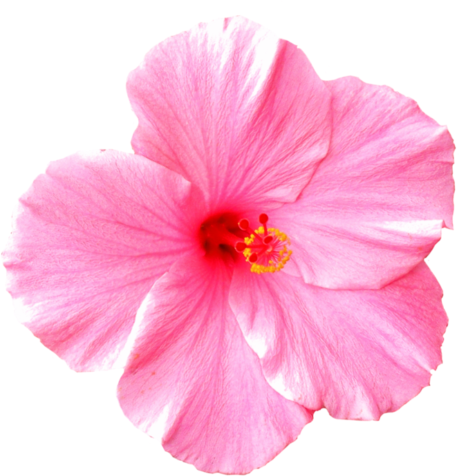 Pink Flower Png For Kids - Hawaiian Flower On White Background (800x765)