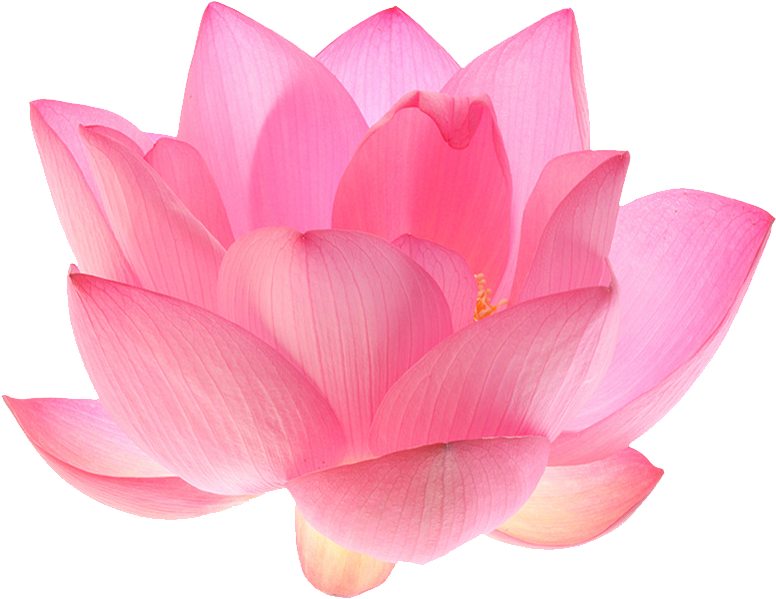 Lotusflower - Lotus Flower Transparent Background (978x653)