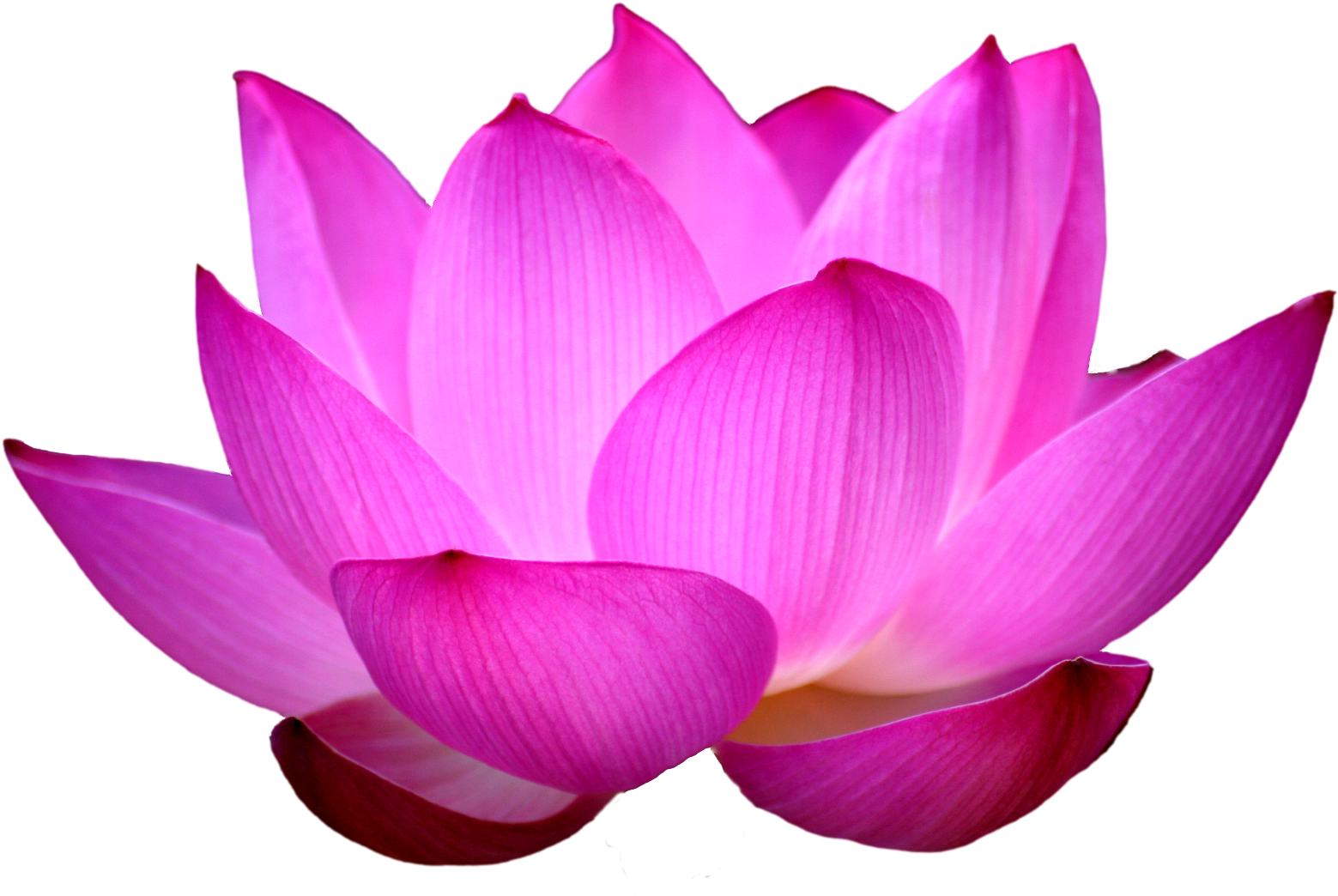 Clipart Images For Lotus Black & White - Lotus Flower Png (1698x1131)