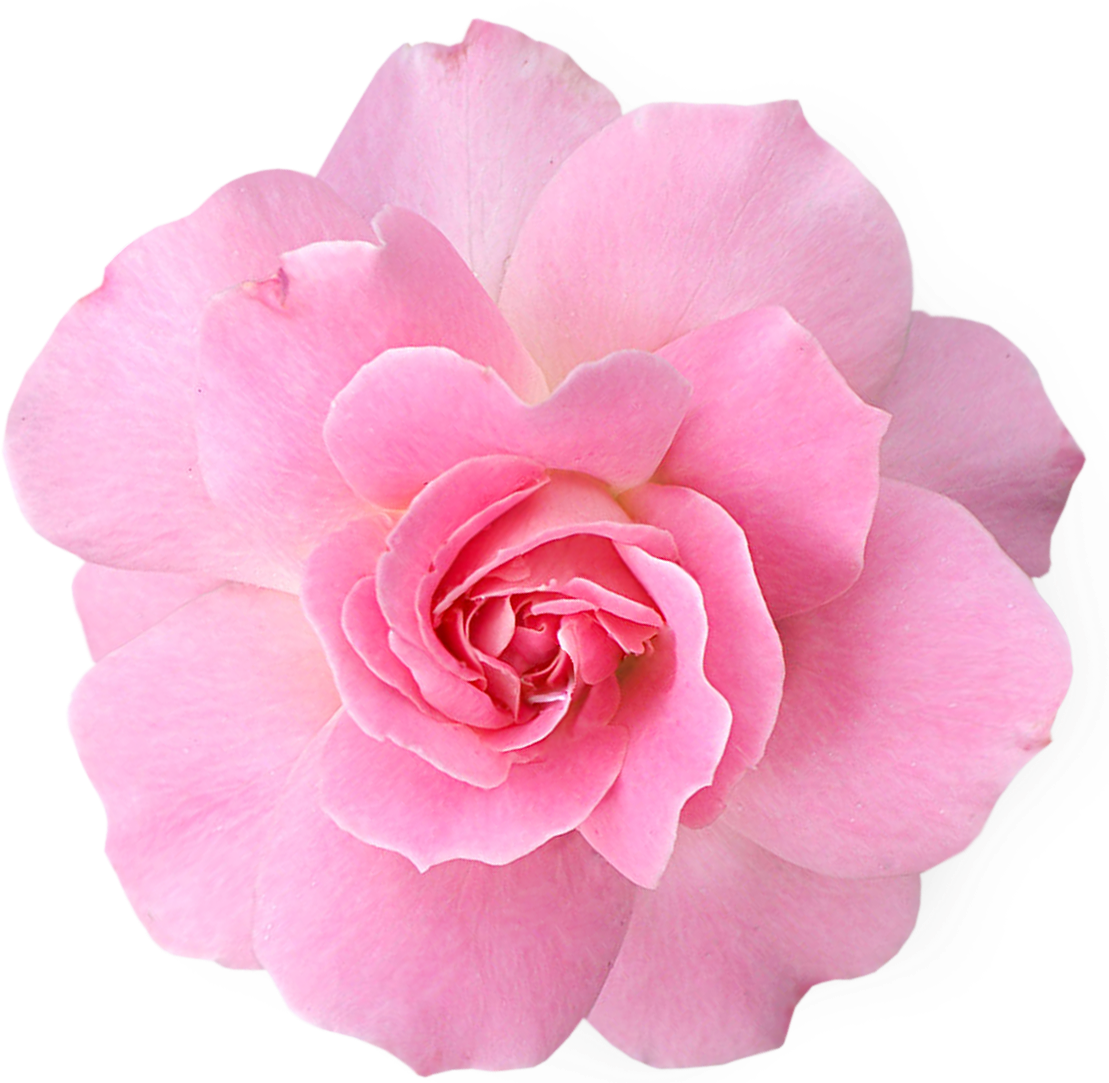 Pink Flower Clipart Real - Pink Flower Transparent Png (1109x1083)