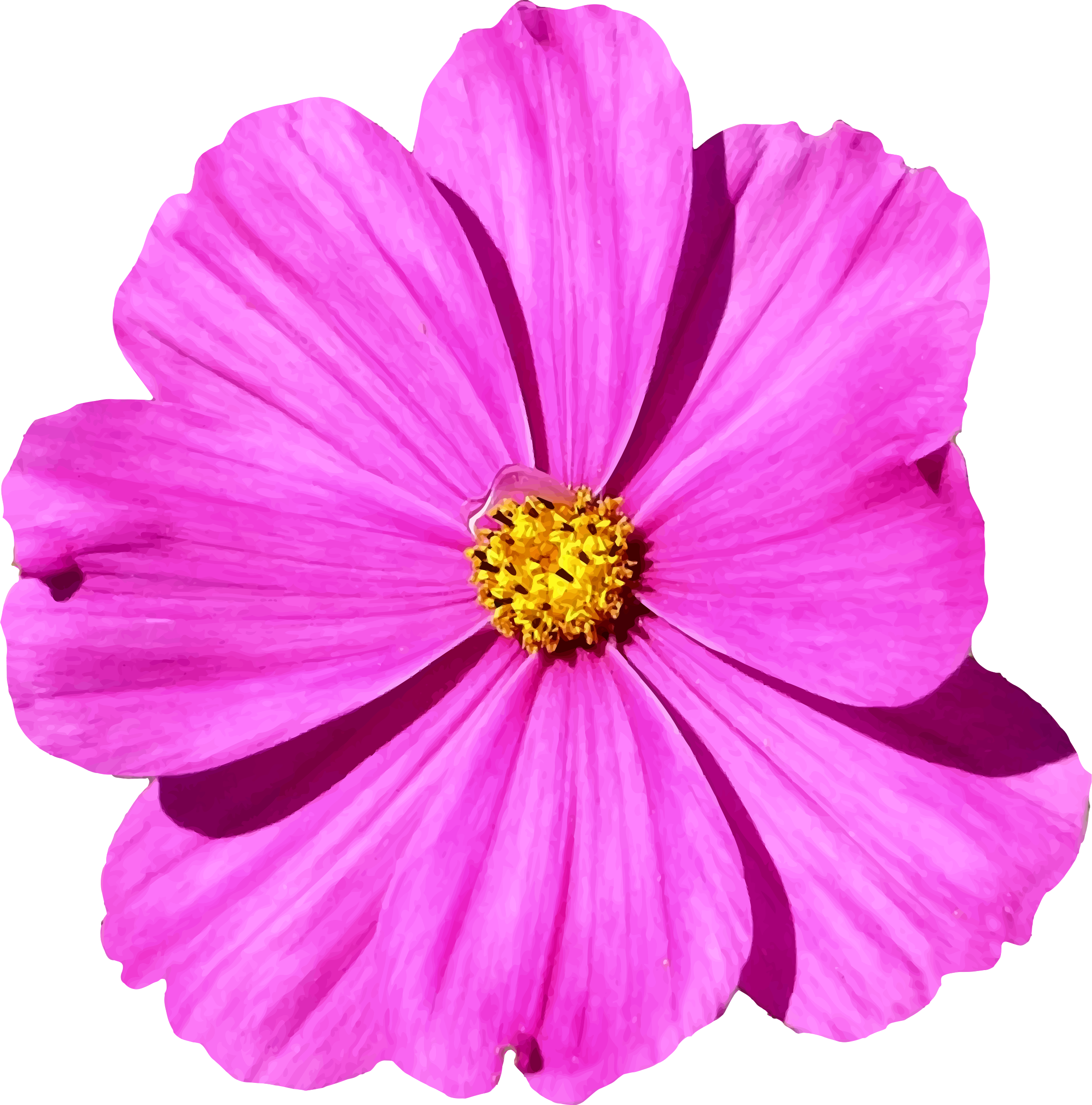 This Free Icons Png Design Of Flower 83 - Cosmos Flower Png (2374x2400)