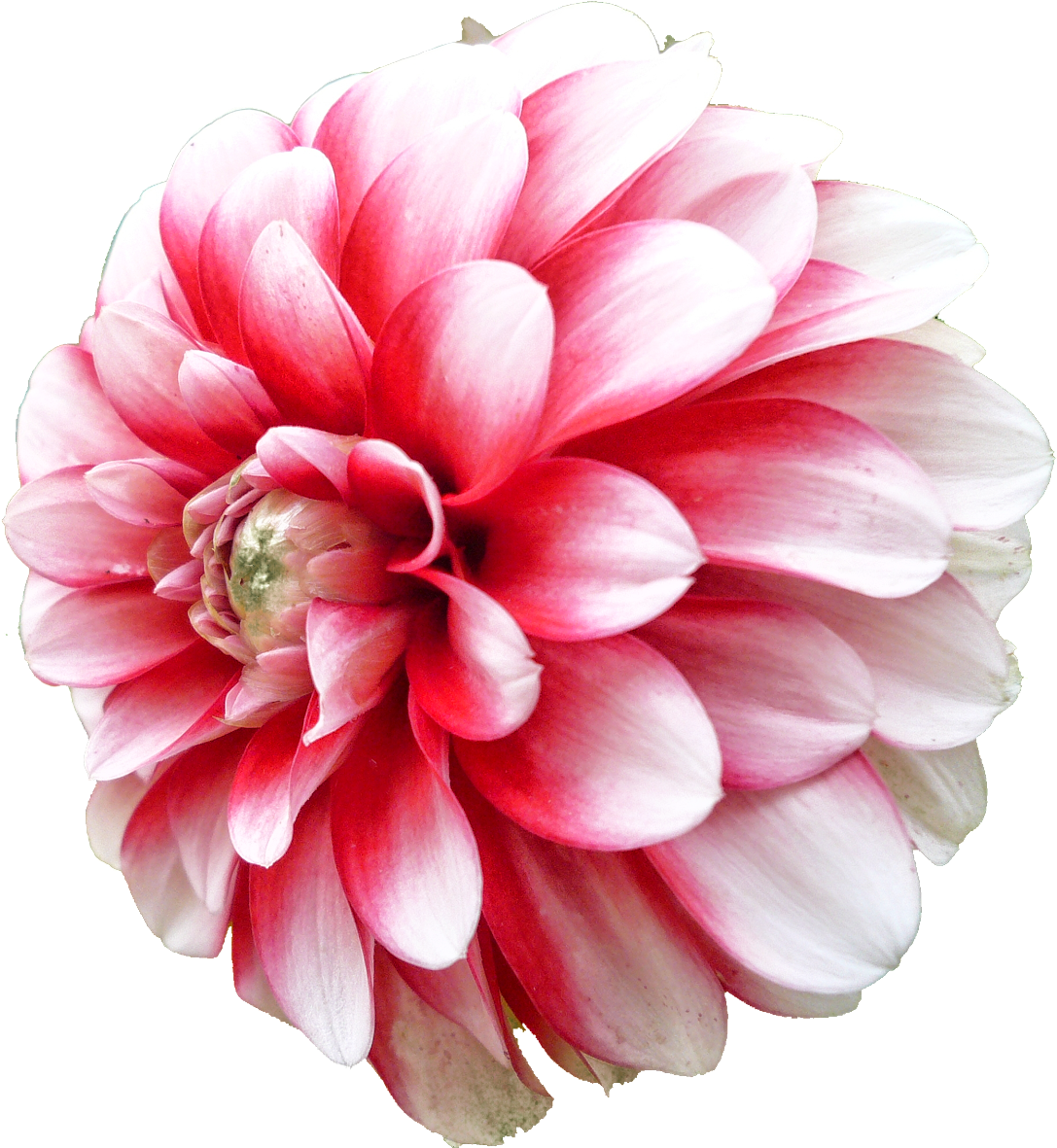 Dahlia Png Picture - Dahlia (1600x1200)