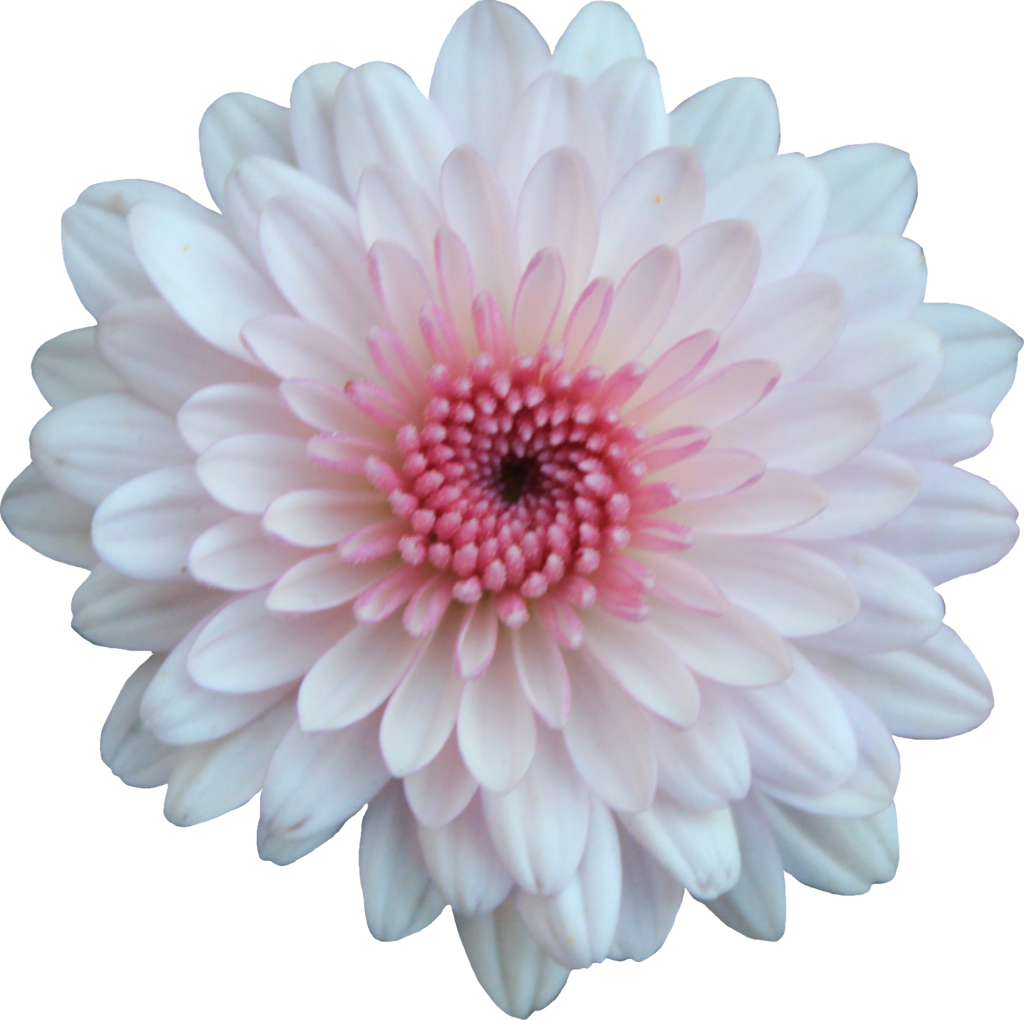 Pink And White Mum By Thy Darkest Hour - Pink And White Flower Png (1024x1020)