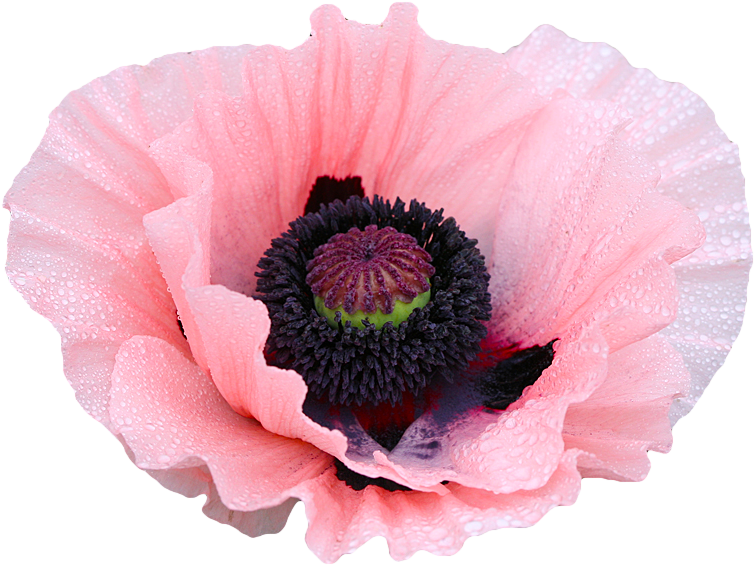 Coral Reef Poppy Flower - Poppy Flower Transparent Background (800x625)