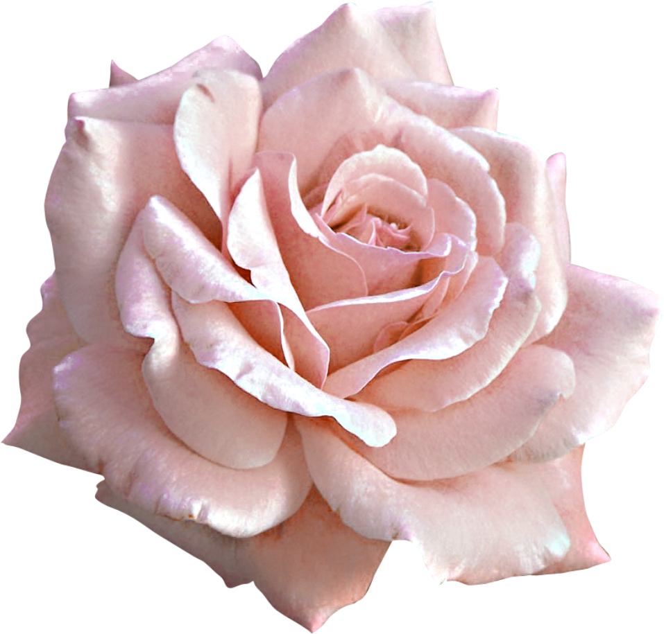 Large Light Pink Rose Png Clipart - Pink Roses Png (1024x983)