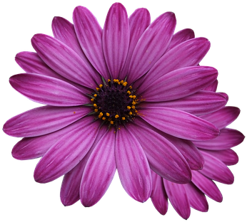 Flower Marigolds, Purple Flower, Flowers Png - Single Flower Transparent Background (379x340)