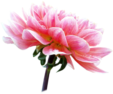 Pink White Flwr - Peony (451x400)