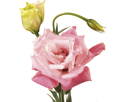 Lisianthus - Lisianthus Flower Png (400x350)