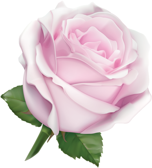 Pink Rose Clipart Large - Rose Gold Ribbon Png (556x600)