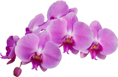 Photo About Orchid Flower, Isolated On White Background - Orchid Corner (550x367)