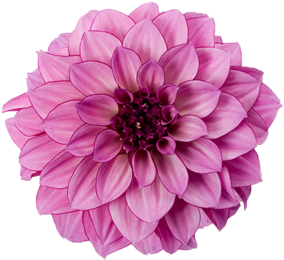 Dahlia Free Download Png - Dahlia Png (600x600)