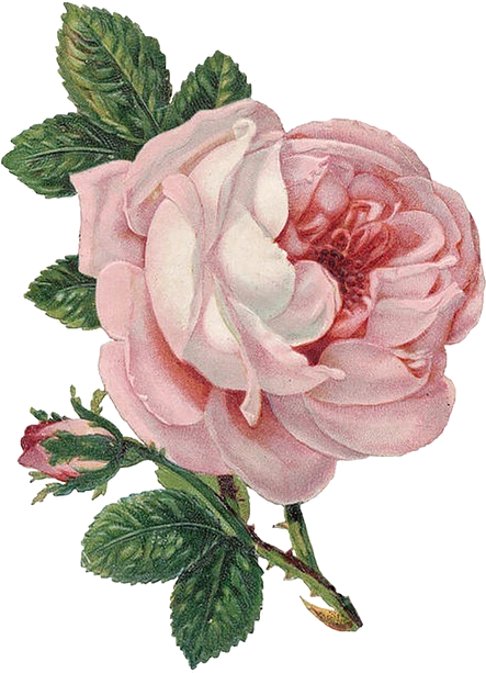 Transparent Flower For Your Tumblr - Flowers Png (585x640)