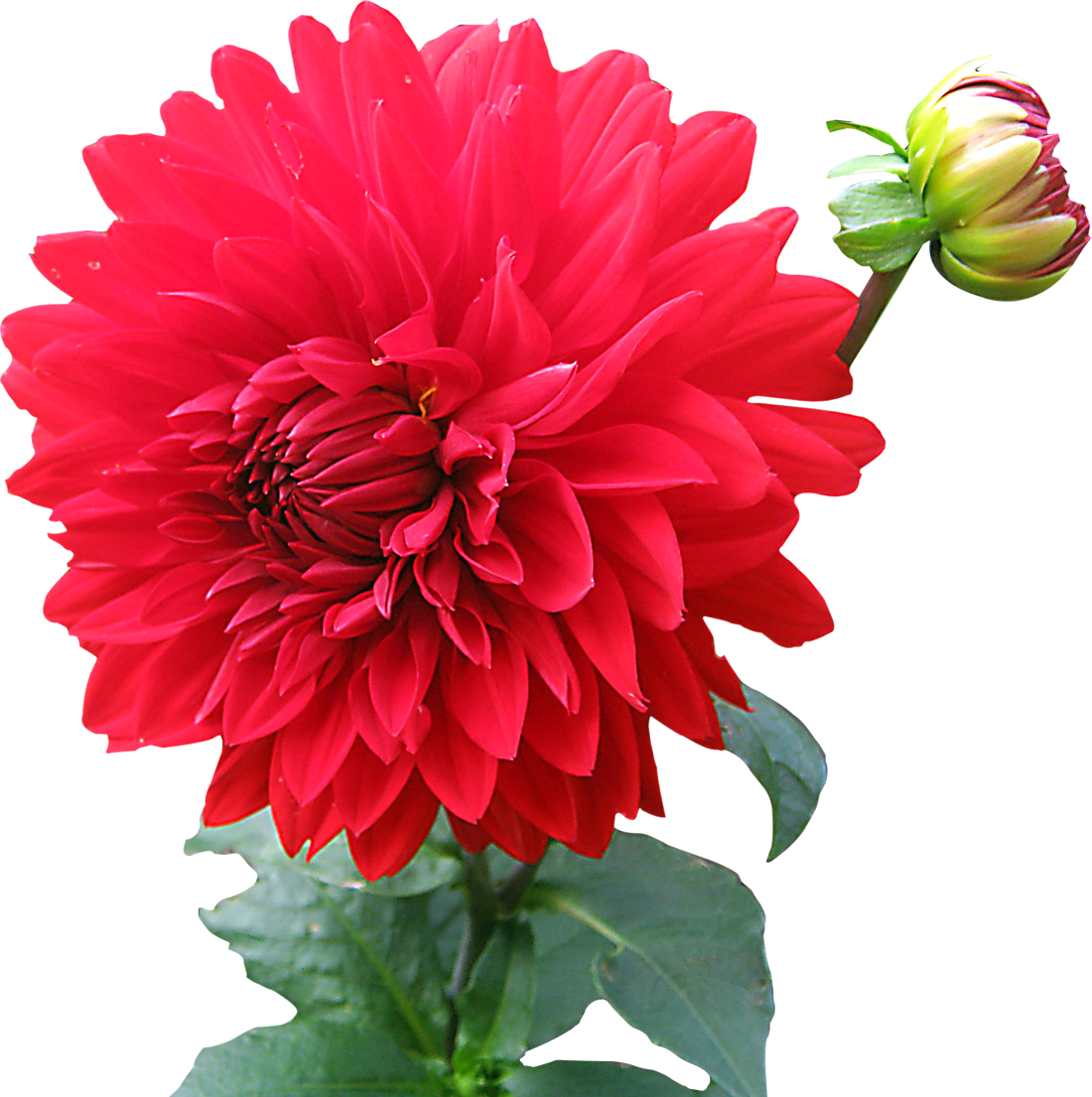 Dahlia Flower Png Image Pink Png Images - Dahlia Png (1100x1105)