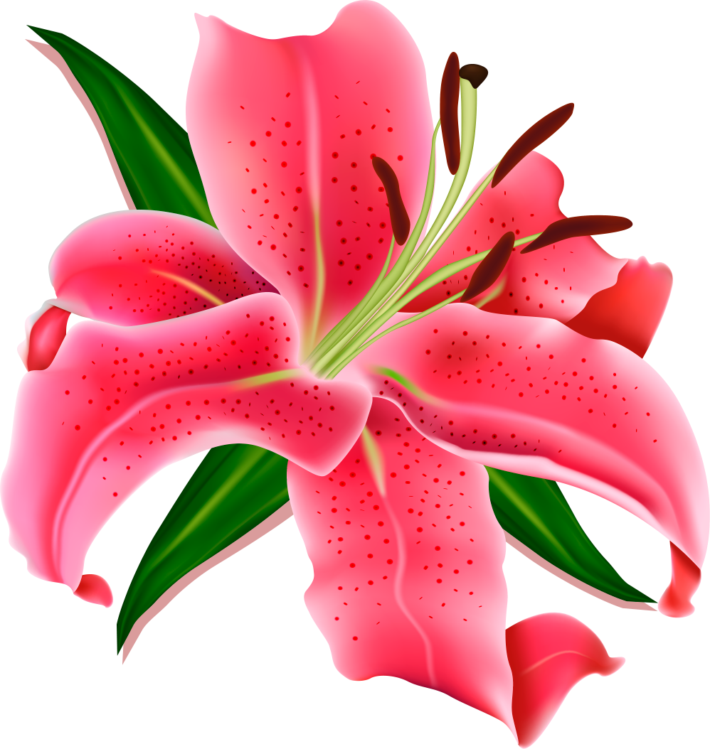 Vector Graphics (998x1054)