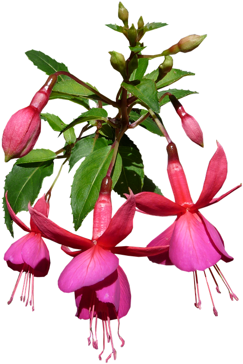 Nature, Beautiful, Flower, Flora, Disjunct - Flower (522x720)