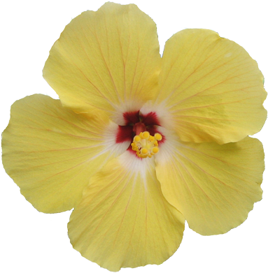 Image16 - Tropical Yellow Flowers Png (387x399)