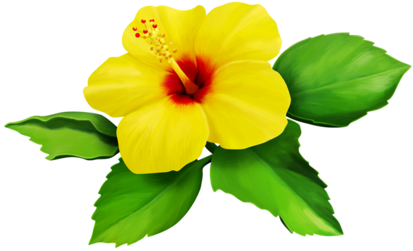 Hibiscus Yellow Bloom Flower Border Flowers White Bouqu - Poetry (600x365)