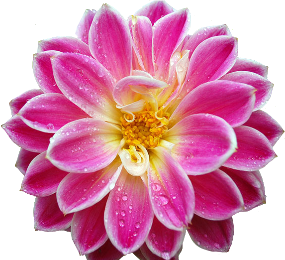 Transparent-flowers - Beautiful Flower (580x521)