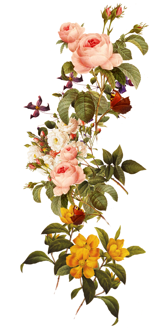 Beautiful Flowers 571*1096 Transprent Png Free - Beautiful Flowers 571*1096 Transprent Png Free (571x1096)