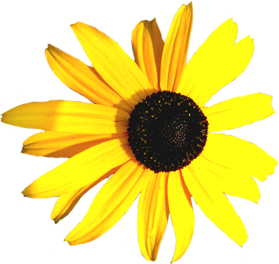 Hibiscus Flower Clip Art, Coneflower Yellow - Yellow And Black Flowers Png (413x395)