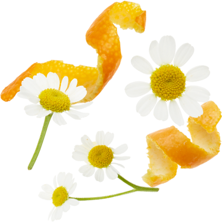 Orange Peels, Chamomile Flowers, Rosehips Peels, Lemongrass, - Chamomile (458x458)