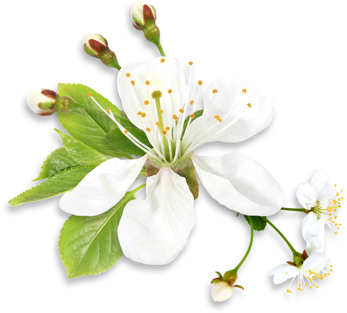 0, - Spring White Flower Png (1199x1082)