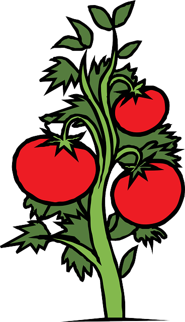 Red, Food, Drawing, Sketch, Plants, Tree, Cartoon - Plants Clipart (368x640)