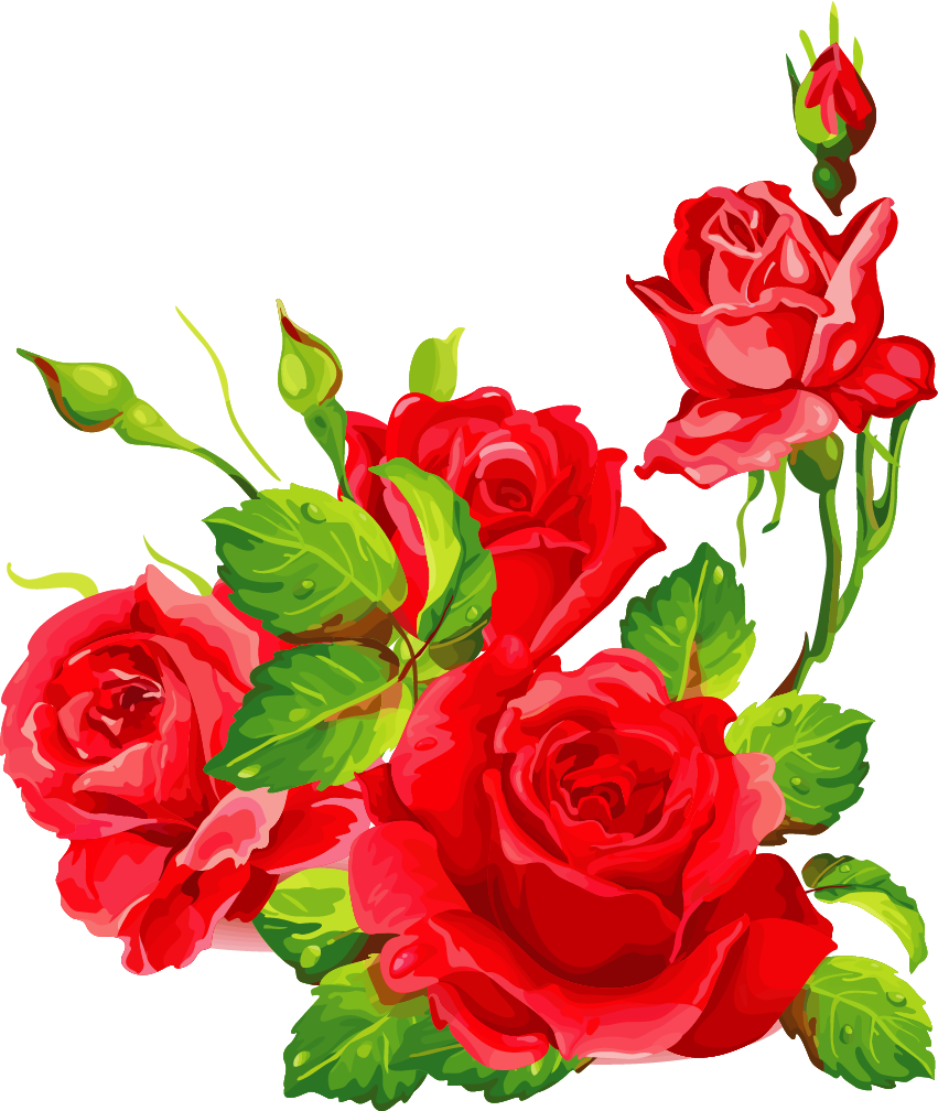 Png Клипарт "beautiful Flowers" - Garden Roses (851x1008)