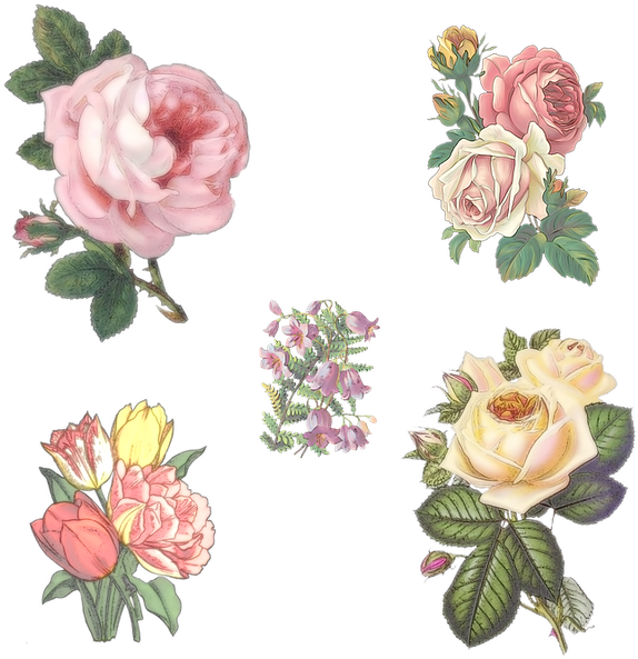 Rose, Flowers, Campanula, Bellflower, Floral, Garden - Transparent Background Vintage Flowers Png (640x640)