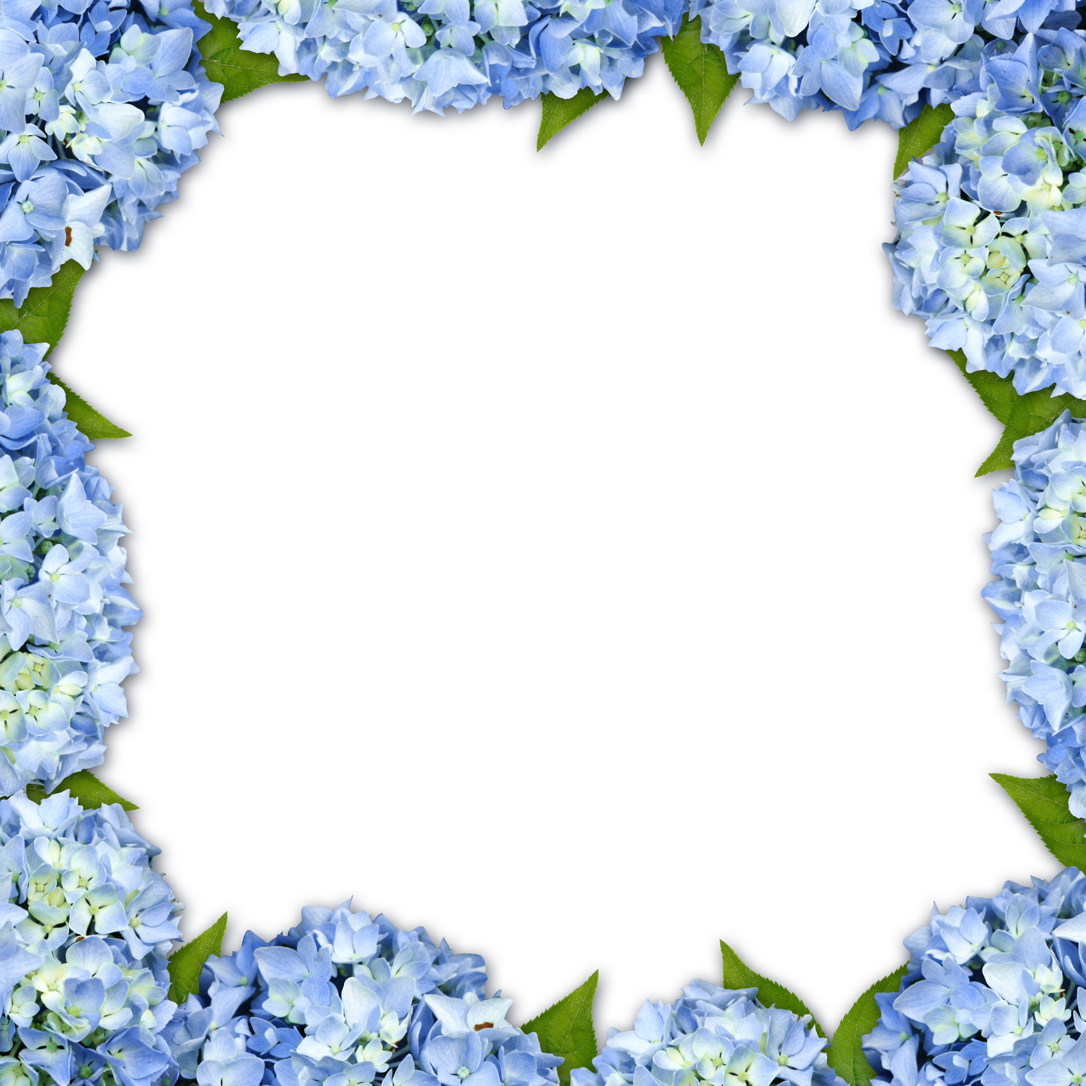 Hydrangea Picture Frame Flower - Blue Hydrangea Flower Border (3600x3600)