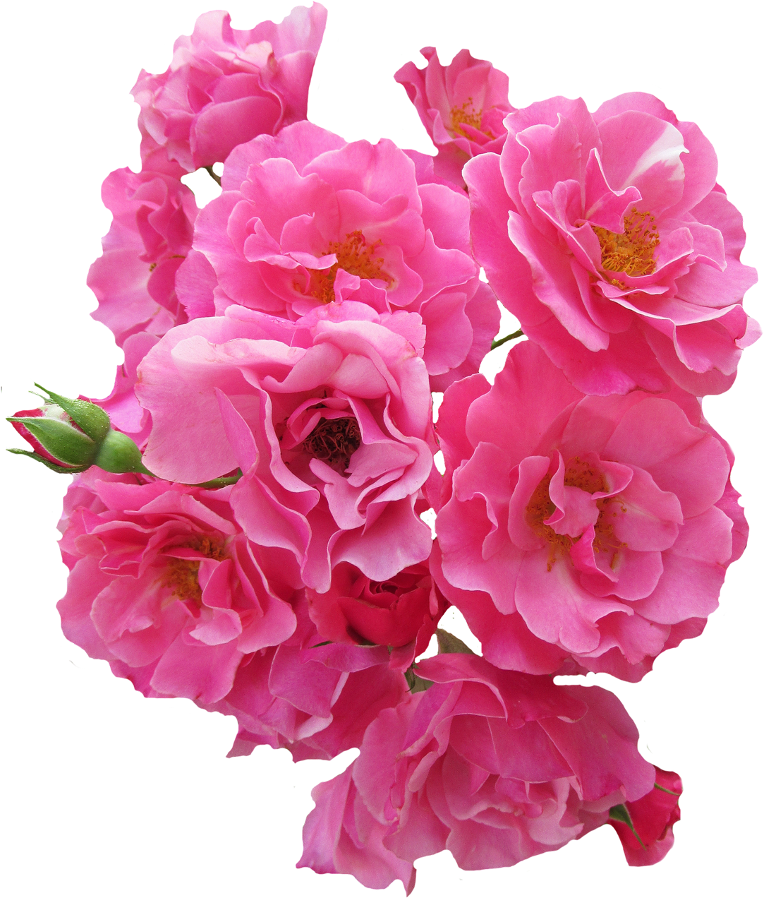 Bunch Pink Rose Flower Png Image - Bunch Pink Rose Flower Png Image (1150x1382)
