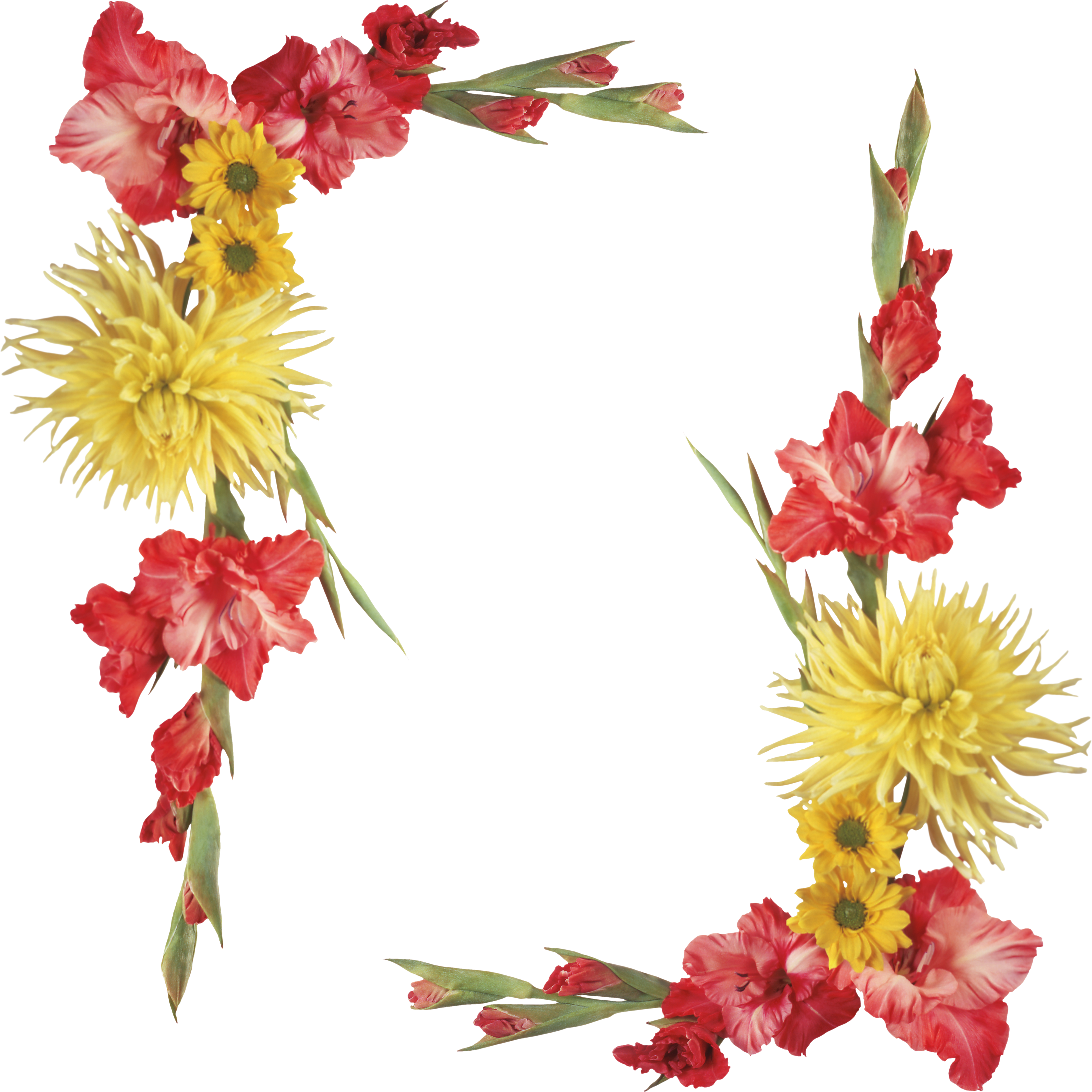 Flower Biology Ornament Vignette Photography - Gladiolus Border (4961x4961)