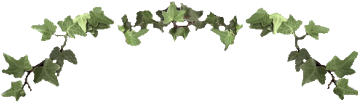 English Ivy Hedera Helix Ornamental And Medicinal Plant - Ivy Vine Clip Art (743x237)