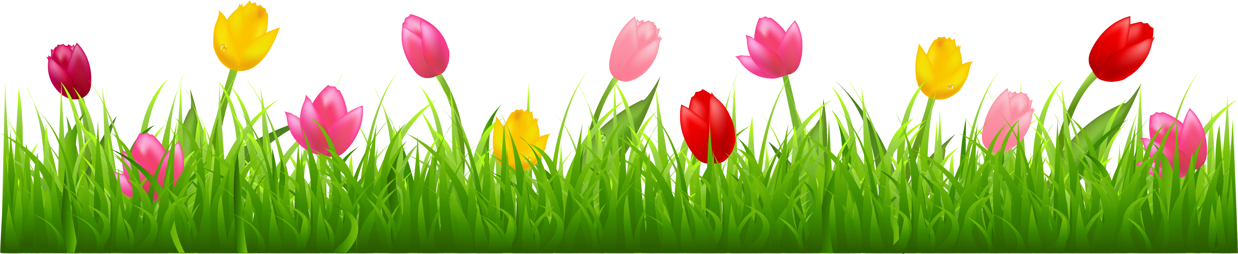 Tulips Clipart Border (4268x960)