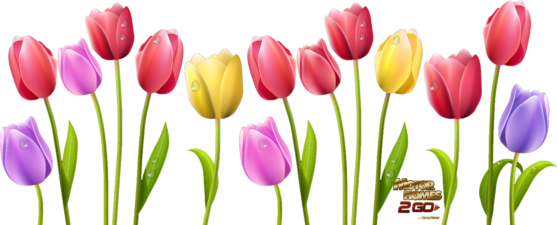 Tulip Flower Free Png Transparent Images Free Clipart - Free Clip Art Tulips (1920x775)