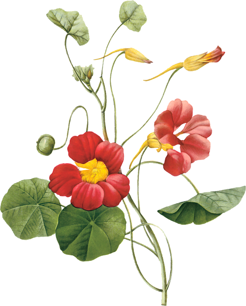 Flower Illustration By Pierre-joseph Redoute - Raphael Of Pierre Joseph Redoute (500x622)