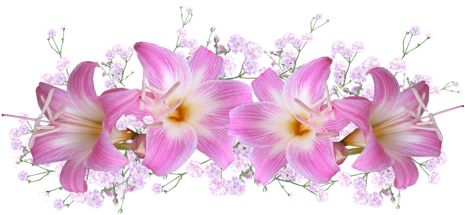 Belladonna Lilies, Arrangement, Decoration, Flowers - Belladonna Flower (960x448)