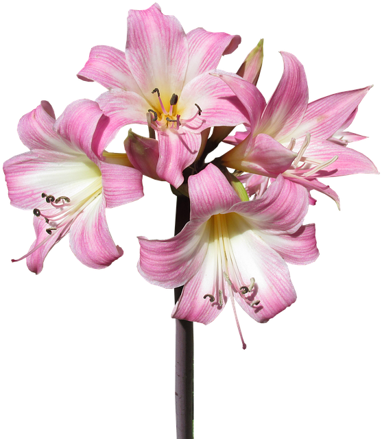 Belladonna, Lily, Flower, Summer, Bloom - Belladonna Lily Png (584x640)