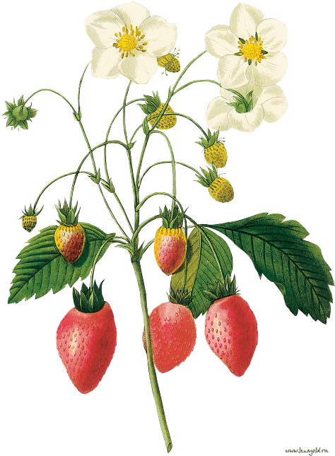 Flower Illustration By Pierre-joseph Redoute - Strawberry Botanical Illustration (500x663)
